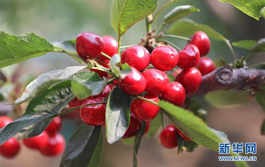 （經濟）（2）遼寧大連：櫻桃生產忙