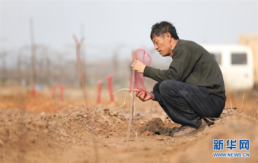 （經濟）（3）遼寧大連：櫻桃生產忙