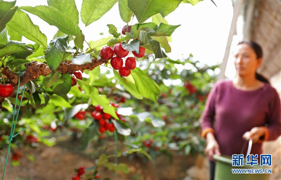 （經濟）（1）遼寧大連：櫻桃生產忙