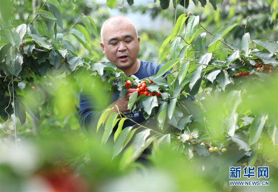 （經濟）（5）遼寧大連：櫻桃生產忙