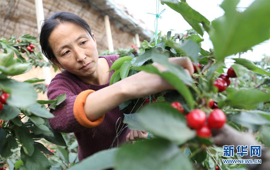 （經濟）（6）遼寧大連：櫻桃生產忙
