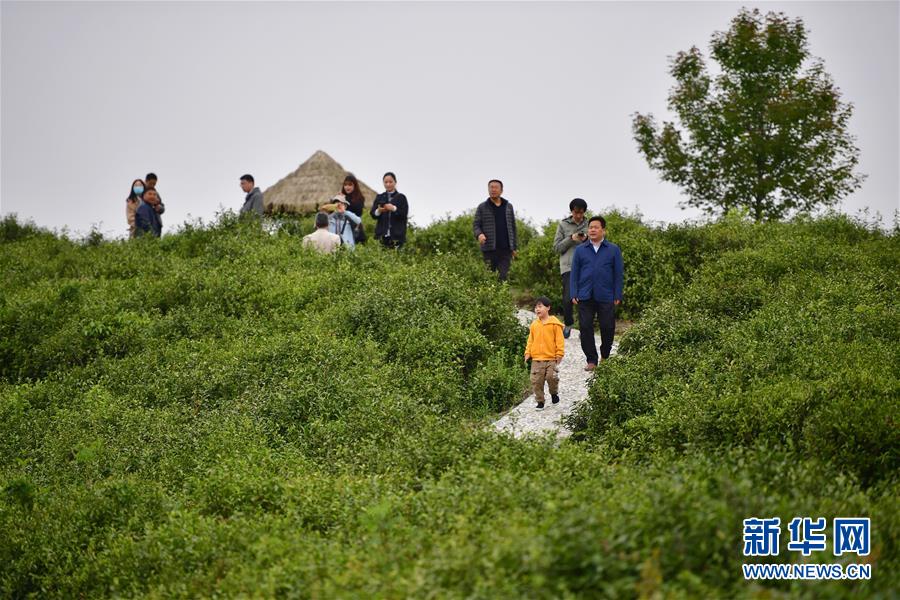 (走向我們的小康生活·圖文互動)(7)綠了青山,紅了日子——秦巴山區群眾繪出小康“調色板”