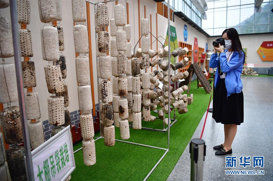 (走向我們的小康生活·圖文互動)(6)綠了青山,紅了日子——秦巴山區群眾繪出小康“調色板”