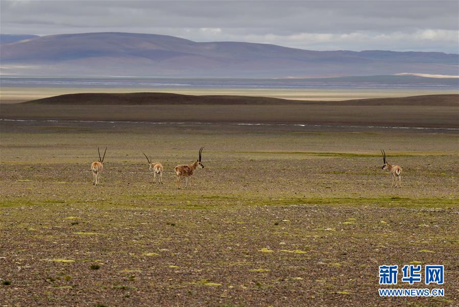 （新華全媒頭條·走向我們的小康生活·決戰決勝脫貧攻堅·圖文互動）（4）兩次遷徙“搬窮”記——海拔最高縣雙湖的“戰貧故事”