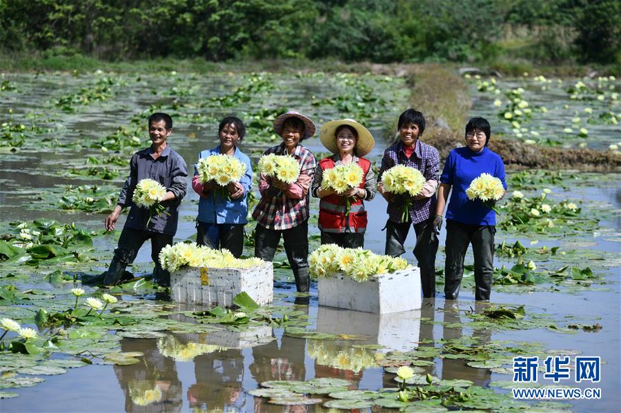 （全面建成小康社會(huì)“百城千縣萬村調(diào)研行”·圖文互動(dòng)）（3）廣西柳州下陶村：一朵花闖出的致富路